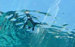 pengin.jpg