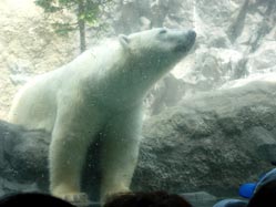 shirokuma.jpg