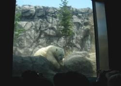 shirokuma2.jpg
